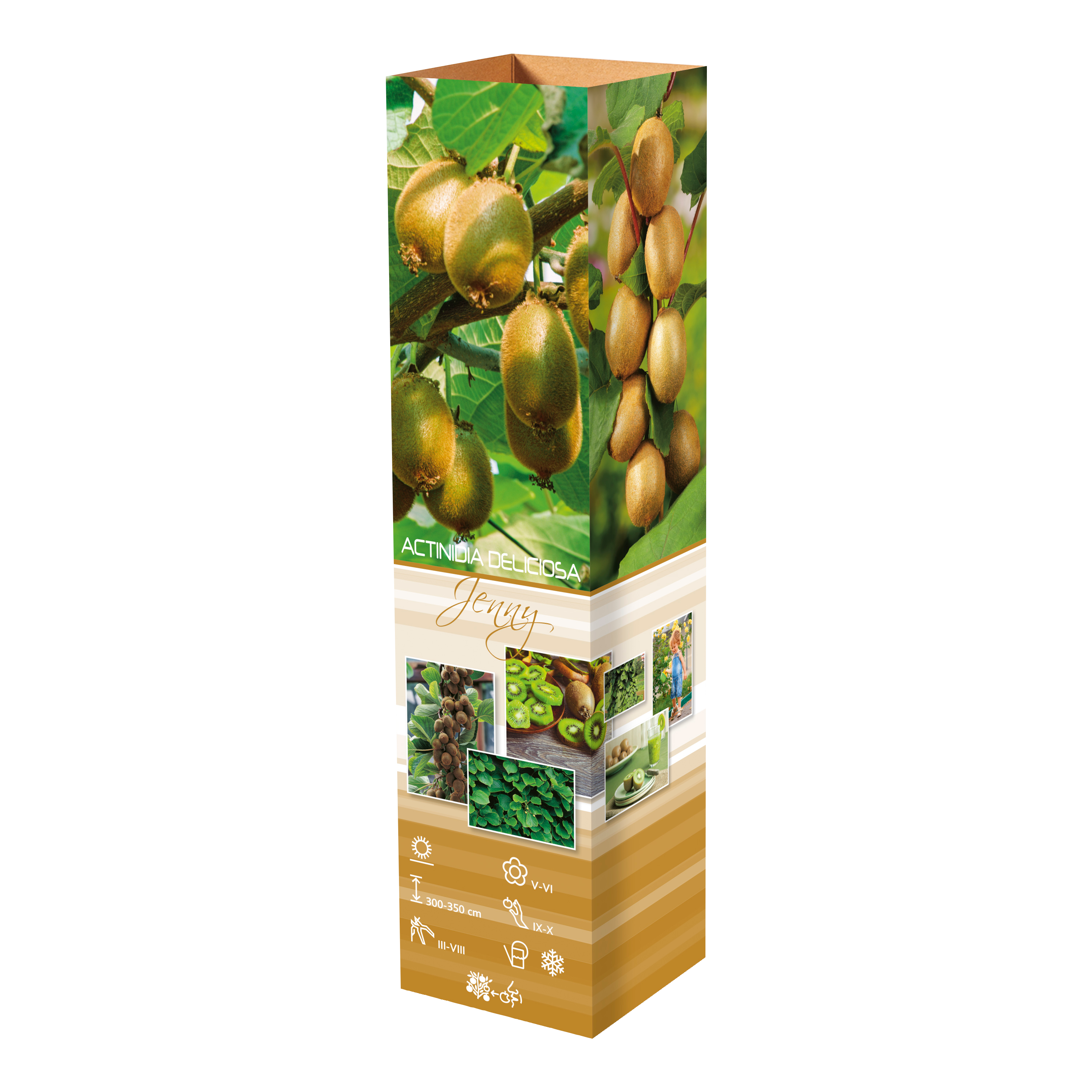 Lot de 6 plants de Kiwi Jenny 30-38 cm