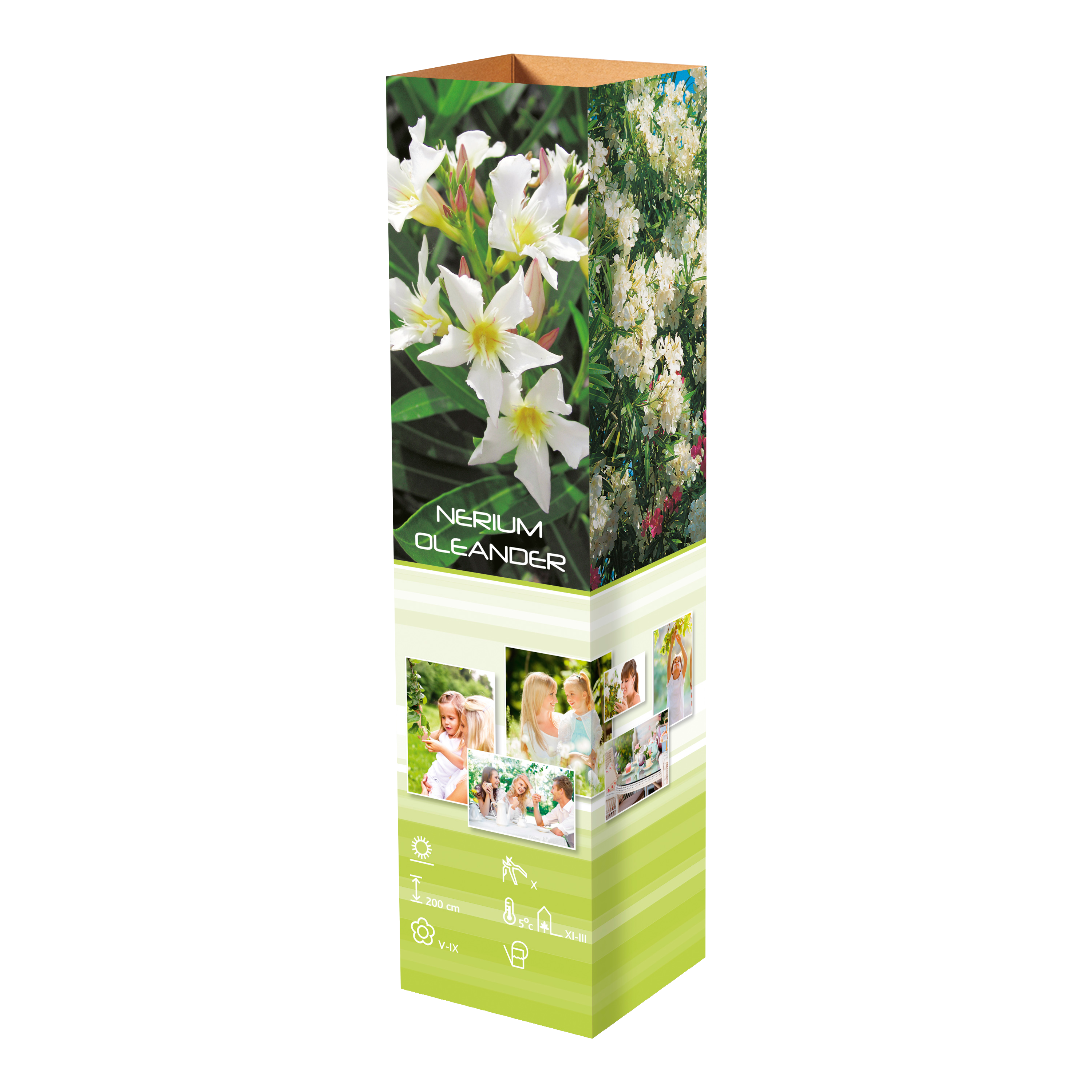 Lot de 8 lauriers roses - 4 fleurs roses et 4 fleurs blanches 25-38 cm