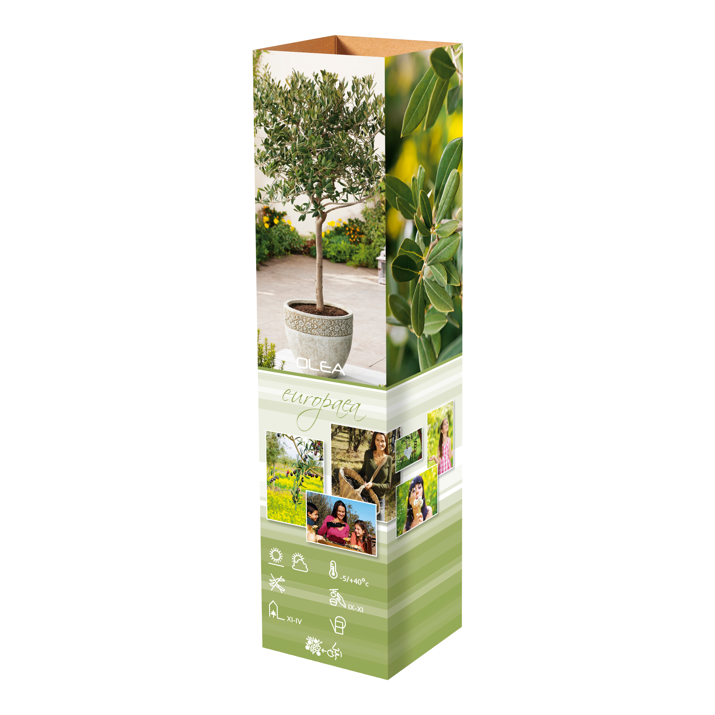 Lot de 8 plantes méditerranéennes : 2 oliviers, 2 figuiers, 2 citronniers, 2 orangers - 25-38 cm