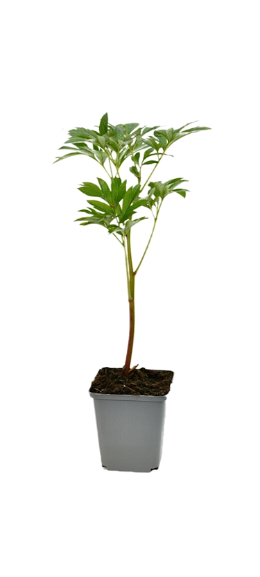 Lot de 6 pivoines blanches