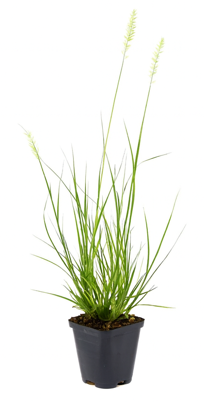 Lot de 8 graminées : 2 Stipa, 2 Pennisetum, 2 Imperata, 2 Festuca - 20-38 cm