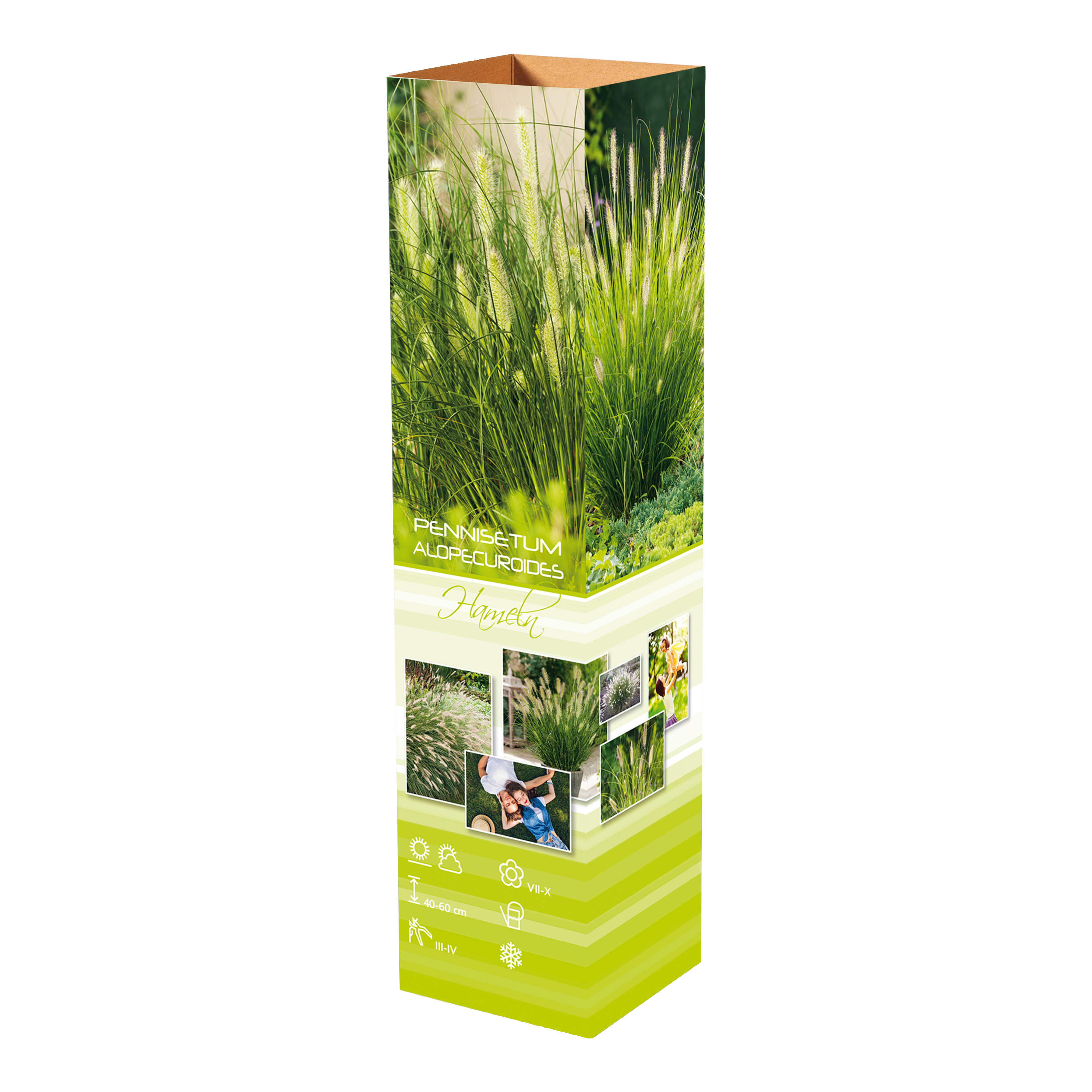 Lot de 8 plantes d´herbe aux écouvillons (Pennisetum)
