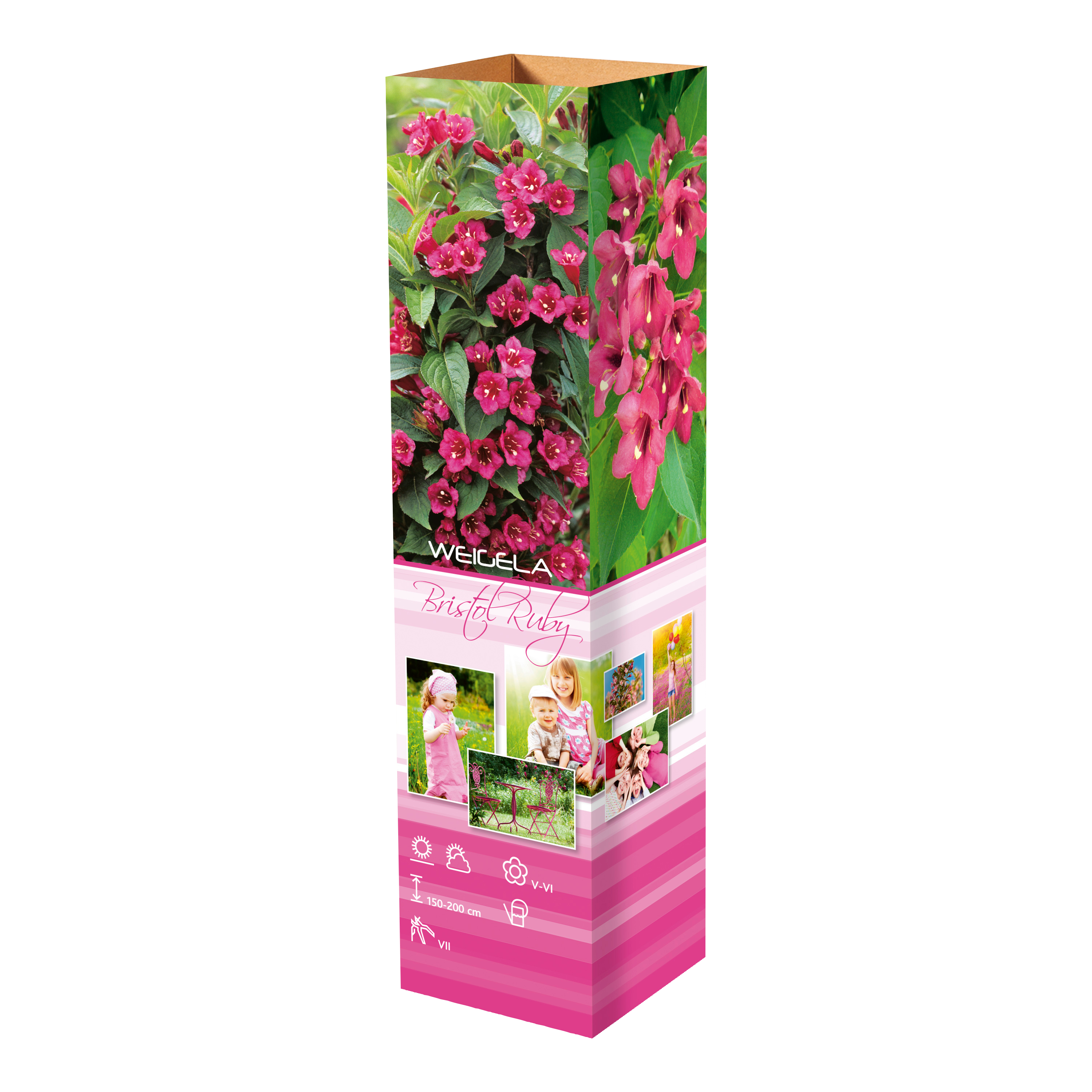 Lot de 8 arbustes d'ornement, mélange coloré pour un jardin vivant : 2 Hibiscus, 2 Weigelia, 2 Deutzia, 2 Forsythia