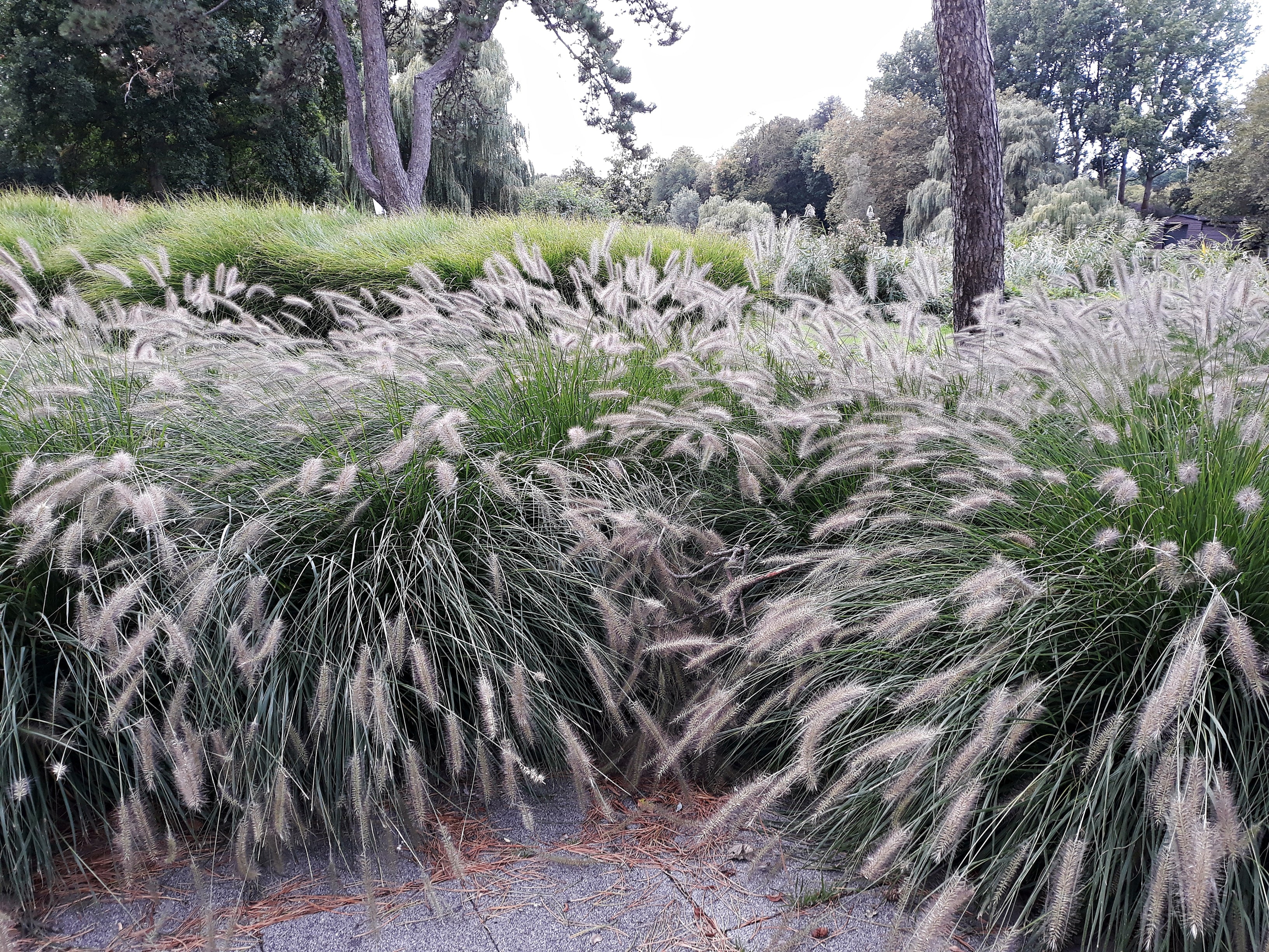 Lot de 4 plants d´herbe aux écouvillons (Pennisetum)